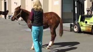 Neuroaxonal Dystrophy in Quarter Horses [upl. by Xed]