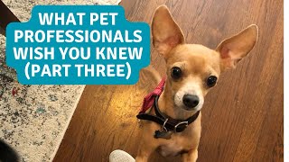 Pet Experts Share Their Tips Advice amp Wisdom Part Three Pet Professionals [upl. by Akemehs]