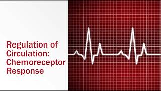 Regulation of Circulation Chemoreceptor Response [upl. by Trescha560]