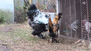 Брама Темная и Павловская курочка Dark Brahma rooster and Pavlovian chicken [upl. by Janet]