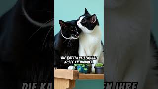 Die süßesten Kuschelkatzen 🐱💤 Pure Liebe amp Flausch garantiert facts [upl. by Ned]