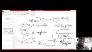 Calvin Clcye  Photosynheis [upl. by Asiulana903]