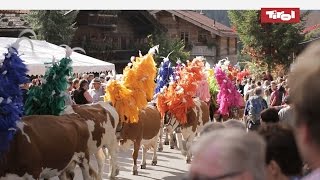 Almabtrieb Tirol  Kelchsau Kitzbüheler Alpen 🐮 [upl. by Haile]