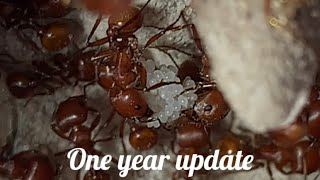 The red harvester ant Pogonomyrmex Barbatus [upl. by Adekam]