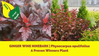 GINGER WINE NINEBARK  Physocarpus opulifolius  A Proven Winners Plant [upl. by Anthe138]