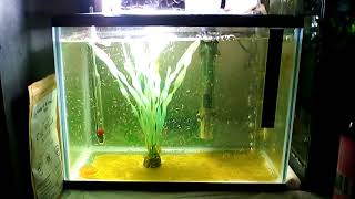 Feeding brine shrimp with chlorella powder [upl. by Narayan]