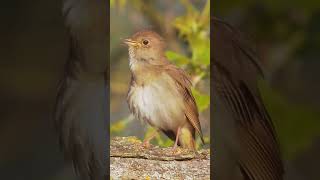 The beautiful sounds of common nightingale singing  bird sounds nightingale [upl. by Anima]