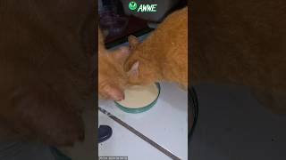 Lapping lactose cutecats animalwelfare caymanislands [upl. by Eziechiele259]