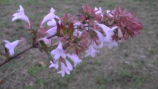 ABELIA Abelia x grandiflora wwwriomoroscom [upl. by Lebisor]