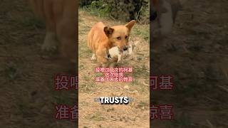 Dog Mom Gives Puppy Up For Better Life ❤️animalrescue dogshorts puppy [upl. by Ayatal]