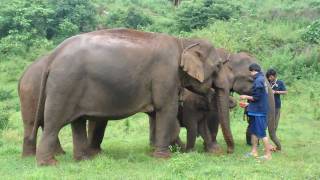 Khum Min the elephant is welcomed into the free herd by a very forward female [upl. by Nylknarf]