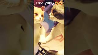 CAT LOVERS viralvideo cat shortfeed [upl. by Hgielrebmik]