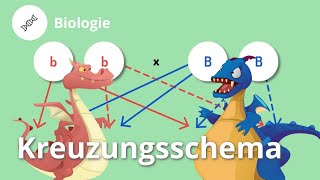 Kreuzungsschema Drachenzüchtung leicht gemacht – Biologie  Duden Learnattack [upl. by Zumstein849]