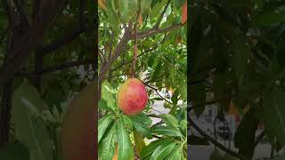 Low Hanging Fruit Thailand huahin thailand thaifood [upl. by Butterworth105]