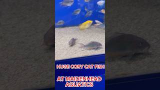 Cory cat fish fish aquarium corycatfish fishtank ytshort [upl. by Eanil213]