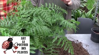 Jardinage Asplenium parvati Entretien et arrosage Plante dintérieur [upl. by Enetsirhc]