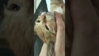 Resue a kitten broken legs cat kitten rescue animals catlover foryou [upl. by Ejroj]