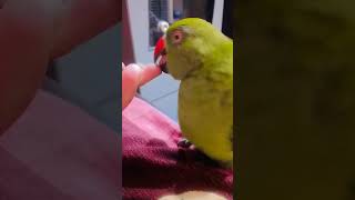 Mitthu mitthu me karta maintota youtube parrot trending shortvideos [upl. by Ludly]