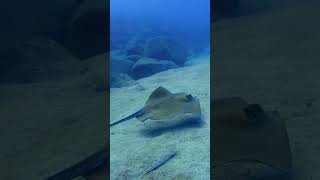 Common stingray Dasyatis pastinaca tenerife diving ocean marinelife [upl. by Robma]