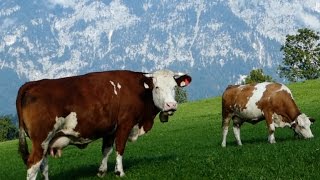 Cattle Breeds E11 Simmental cattle  dualpurpose type from Austria  Simmentaler Fleckvieh Kühe [upl. by Anelet]