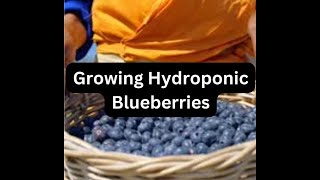 HYDROPONIC SYSTEM Growing Hydroponic Blueberries Quick Guide to Grow Blueberries hydroponicsystem [upl. by Heinrike]