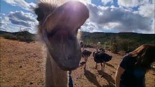 Going to Oudtshoorn  Travel Vlog [upl. by Stefan]