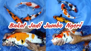 KHUSUS HARI INI REVIEW PAKET IKAN KOI SIZE 30 UP BAKAT JADI JUMBO NGERI [upl. by Vlad]