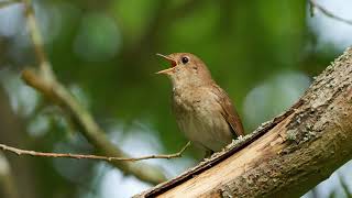 The song of the Common Nightingale  Bird Sounds to recognize the Common Nightingale  10 Hours [upl. by Ahsimaj469]