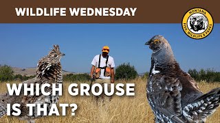 Wildlife Wednesday  Grouse ID sharptailed amp ruffed [upl. by Ettore]