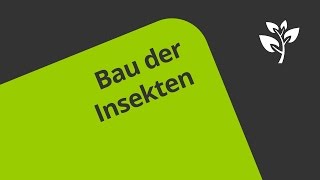 Der Bau von Insekten  Biologie  Ökologie [upl. by Ovatsug]