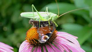 Katydid The bush cricet eating a butterfly Pasikonik zielony Tettigonia viridissima i motyl [upl. by Okuy716]