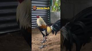 Black gold game farm gamefowl [upl. by Alrich913]