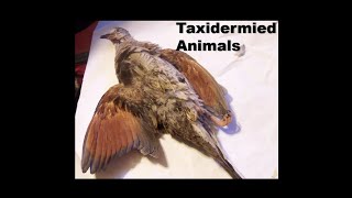 Dreams 20240625 Taxidermied Animals [upl. by Assirhc]