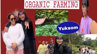 Organic farming in our village yuksom first capital of Sikkim [upl. by Nitsirhc592]