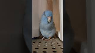 太平洋鸚鵡 小嗶愛說話 Blue parrotlet talking 喋れるマメルリハのびーちゃん [upl. by Damali77]