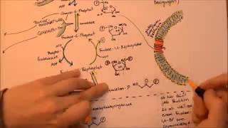 Glykolyse und angrenzende Stoffwechselwege  Song [upl. by Ferna]