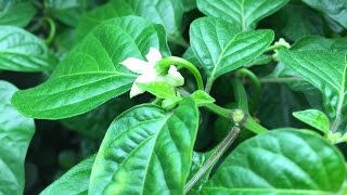 How To Pollinate Peppers Indoor and How to Prevent Pepper Flowers From Dropping [upl. by Htabmas]