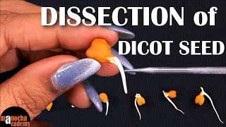 Dissection of Dicot Seed [upl. by Signe]