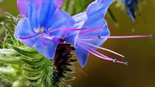 The Health Benefits of Viper’s bugloss Herb [upl. by Fischer]