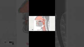 Epiglottis function [upl. by Etnoel72]