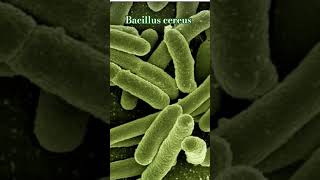 Bacillus cereus Grampositive rodshaped bacteria Sporeforming survive heat and drying [upl. by Guillemette]