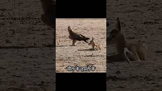 The newborn antelope was attacked by an eagle Its so cruel wildlife animals birdofprey [upl. by Aisinut]