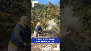 Video shows clouds of cedar pollen rising from trees causing misery to allergy sufferers shorts [upl. by Erolyat839]