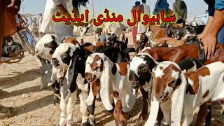 Sahiwal Mandi Update chhote bacche 1010 hazar mein sale BAHAWAL SHER Bakra TV [upl. by Hsinam]