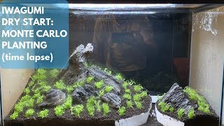 Iwagumi Dry Start Monte Carlo Planting TIME LAPSE [upl. by Massab]