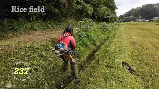 【 Rice Field 】 Grass cutting shindaiwa JPNRK3026PT254cc Chapter237 [upl. by Neumann]