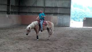 Emanuel Ernst mit Haflinger Nico  Freestyle Training [upl. by Ellesig952]