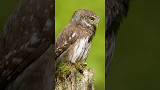 PYGMY OWL SOUND 🔉 birds owl wildlife nature birdslover photography birdsounds [upl. by Enimassej447]