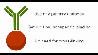 Covalent Coupling of Antibodies to Magnetic Beads  Fast and Efficient [upl. by Aihsetal]