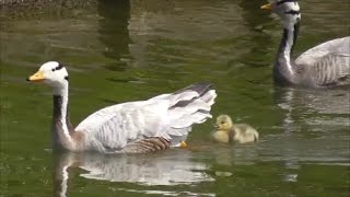 Barheaded Geese with goslings [upl. by Yekcir]